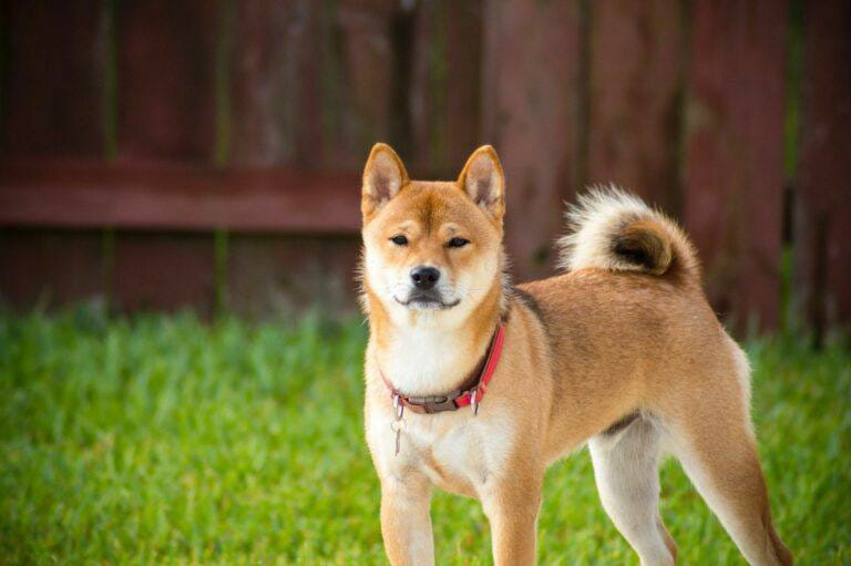 The Shiba Inu ($Shib) Has Been Listed On India'S Oldest Cryptocurrency Exchange