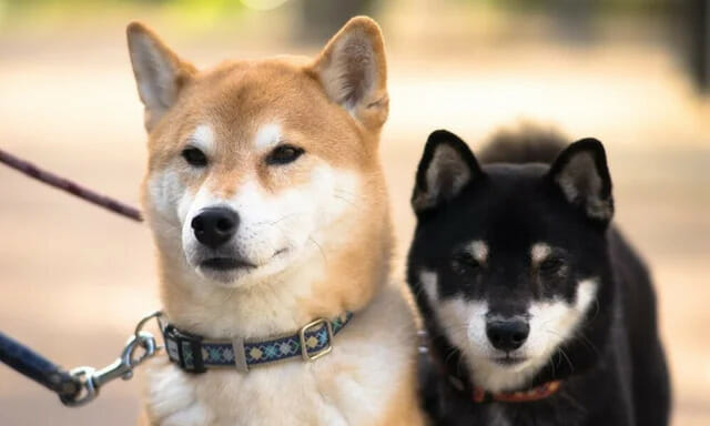 Shiba Inu, Dogecoin Are Here To Stay, So Long As Memes Are Alive On The Internet